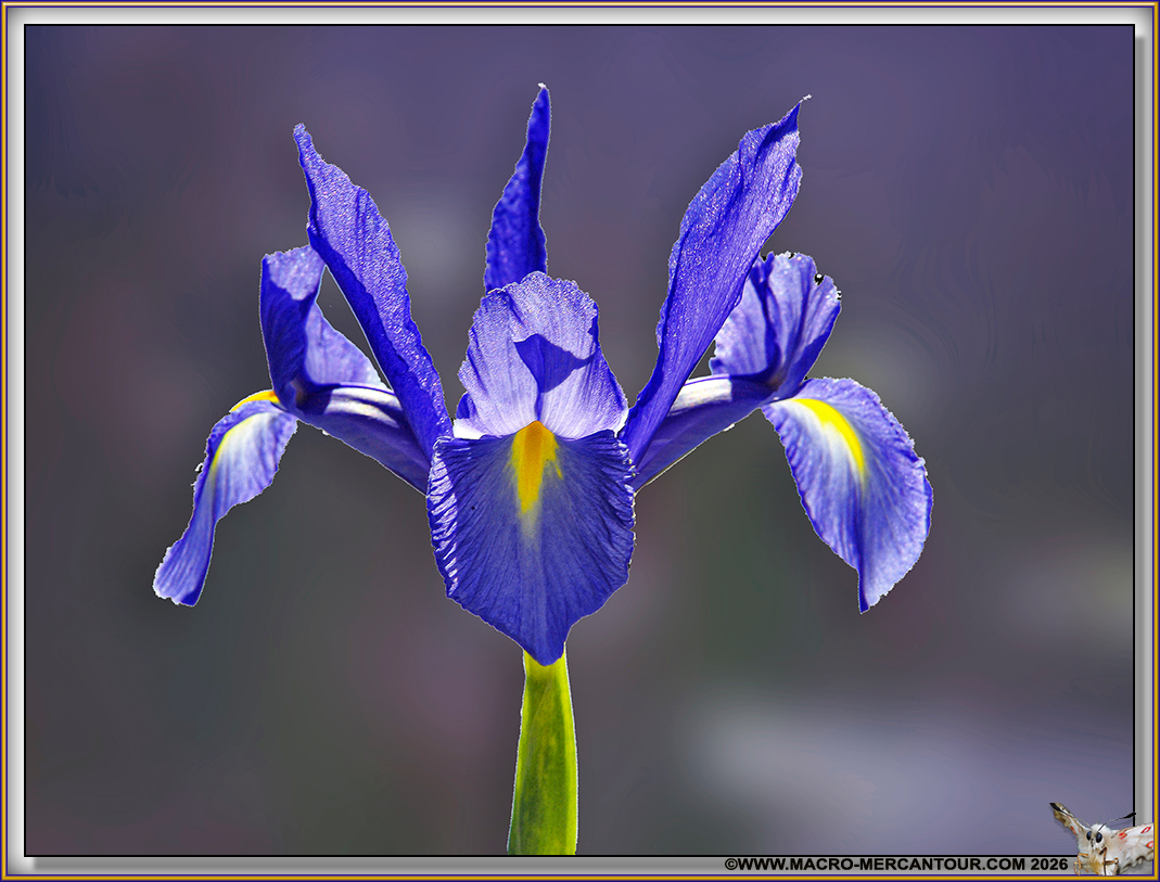 IRIS